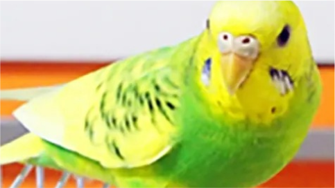 鳥類
