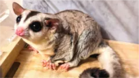 フクロモモンガ