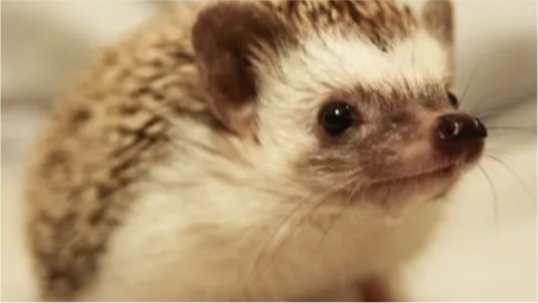 ハリネズミ