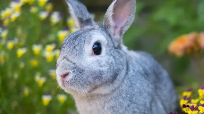 ウサギ