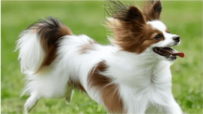 犬