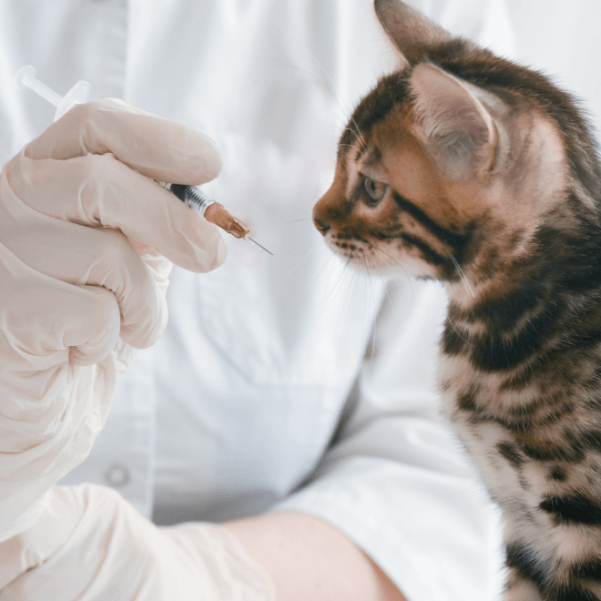 TICK & FLEA CARE 
マダニ・ノミ・ダニ予防